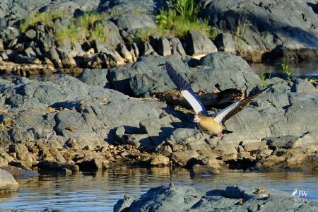 Egyptian Goose