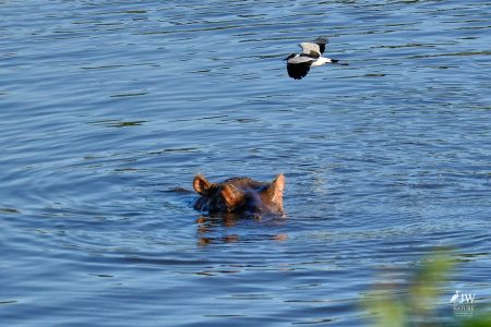 Hippo, Blacksmith Lapwing