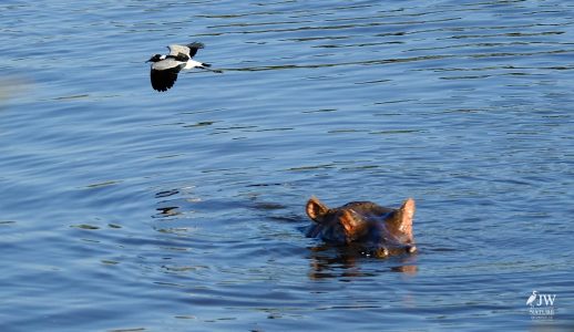 Hippo, Blacksmith Lapwing