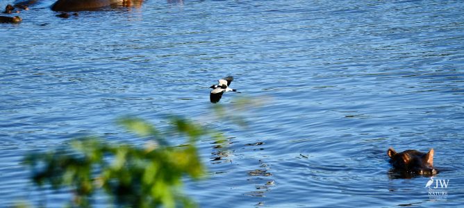 Hippo, Blacksmith Lapwing