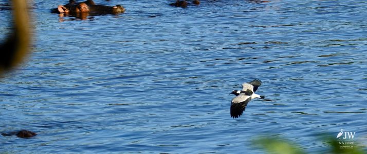 Hippo, Blacksmith Lapwing