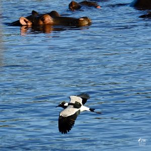 Hippo, Blacksmith Lapwing