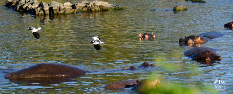 Hippo, Blacksmith Lapwing