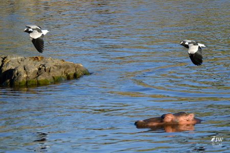 Hippo, Blacksmith Lapwing