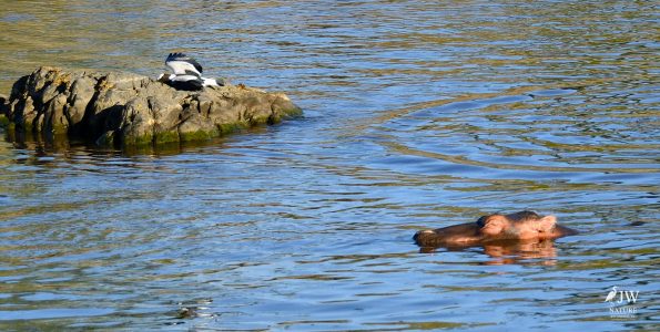 Hippo, Blacksmith Lapwing
