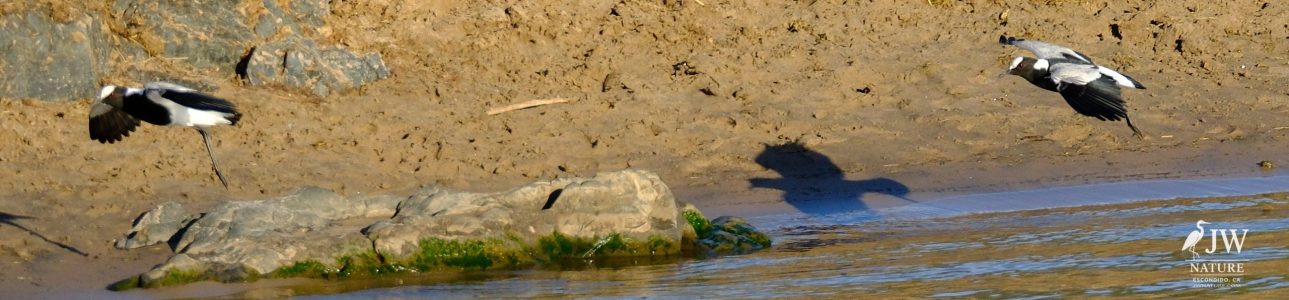 Blacksmith Lapwing