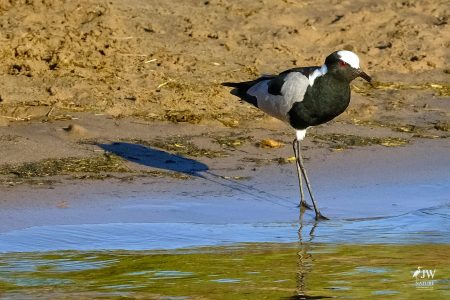 Blacksmith Lapwing