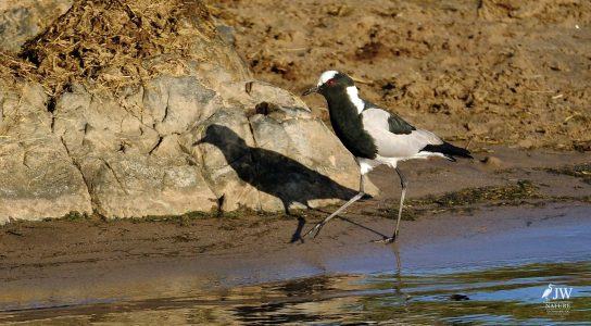 Blacksmith Lapwing