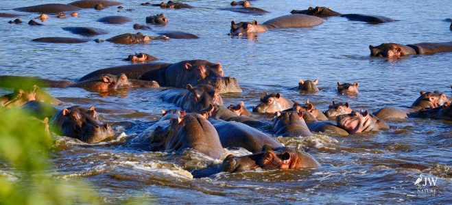 Hippo