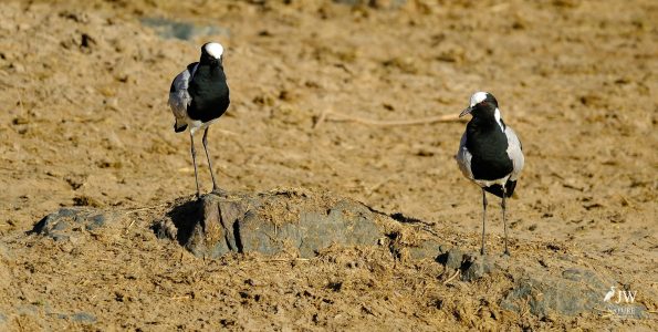 Blacksmith Lapwing