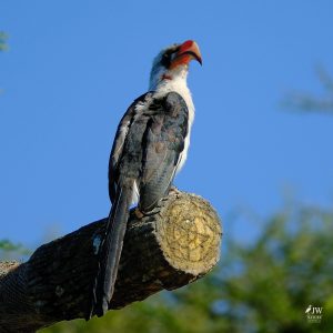 Von der Decken's Hornbill