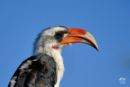 Von der Decken's Hornbill