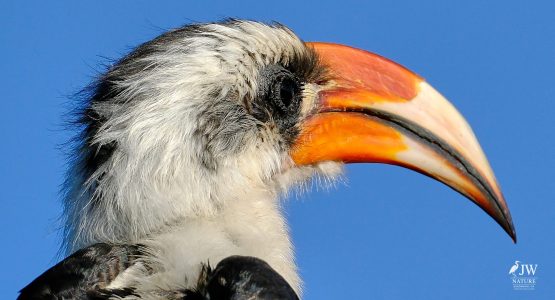 Von der Decken's Hornbill