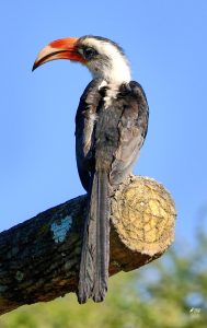 Von der Decken's Hornbill