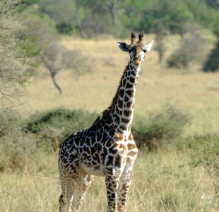 Giraffe