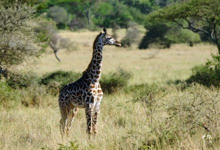 Giraffe