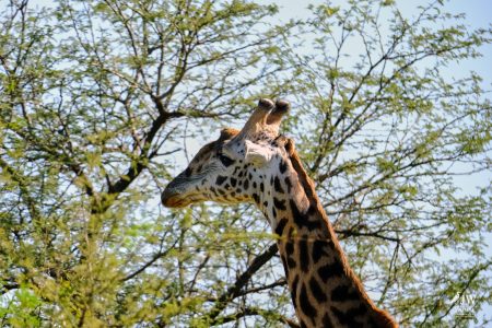 Giraffe
