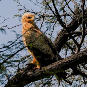 Tawny Eagle