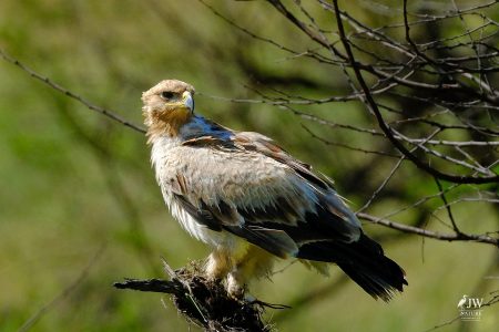 Tawny Eagle