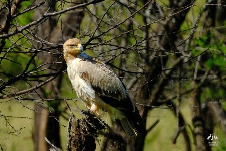 Tawny Eagle