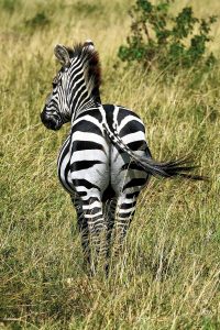 Zebra