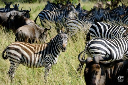 Zebra, White-bearded Wildebeest