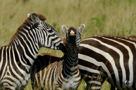 Zebra