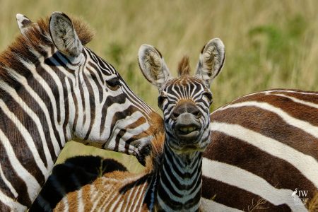Zebra