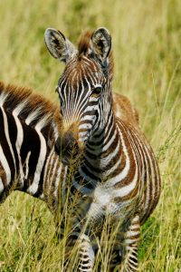 Zebra