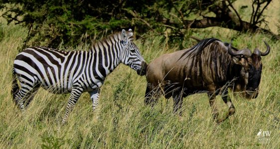 Zebra, White-bearded Wildebeest