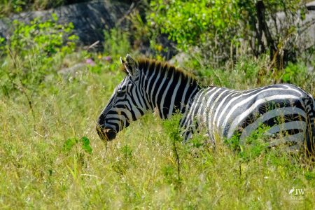 Zebra