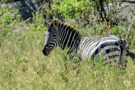 Zebra