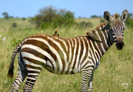 Zebra, Red-billed Oxpecker