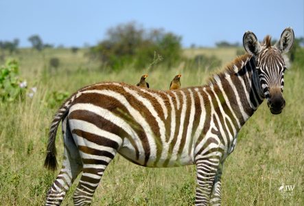 Zebra, Red-billed Oxpecker