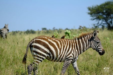 Zebra, Red-billed Oxpecker