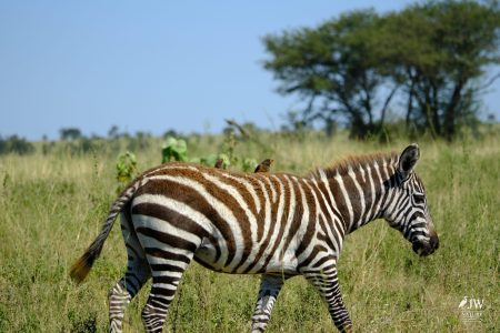 Zebra, Red-billed Oxpecker