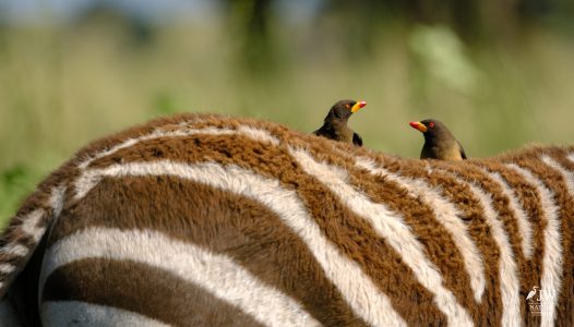 Zebra, Red-billed Oxpecker