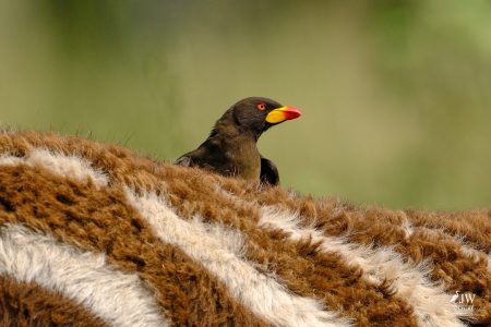 Zebra, Red-billed Oxpecker