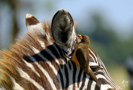 Zebra, Red-billed Oxpecker