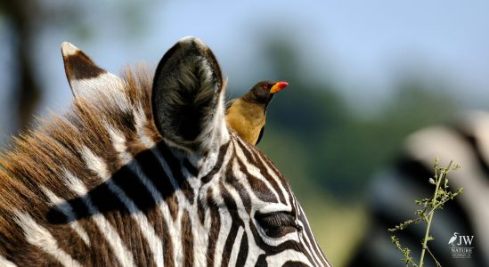 Zebra, Red-billed Oxpecker