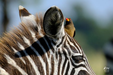 Zebra, Red-billed Oxpecker