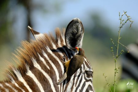 Zebra, Red-billed Oxpecker