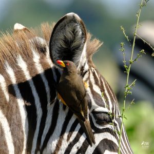 Zebra, Red-billed Oxpecker