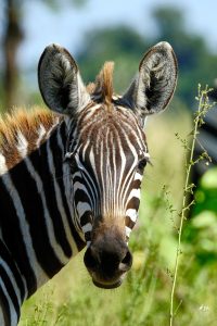 Zebra