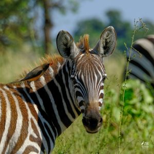 Zebra, Red-billed Oxpecker