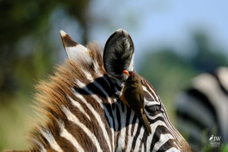 Zebra, Red-billed Oxpecker
