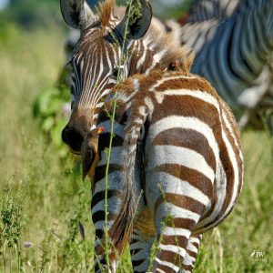 Zebra, Red-billed Oxpecker