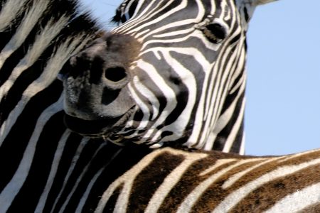 Zebra