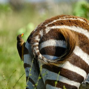 Zebra, Red-billed Oxpecker