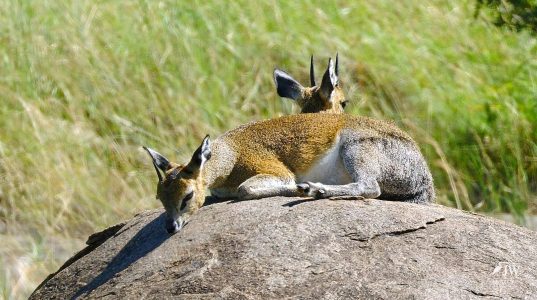 Klipspringer